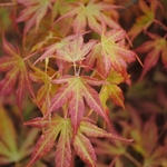 ACER PALMATUM MATSUKAZE W2-min