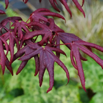 ACER PALMATUM PEVE STARFISH W.jpg-min