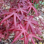 ACER PALMATUM PEVE STARFISH W3.jpg-min