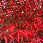 ACER PALMATUM PEVE STARFISH W4.jpg-min