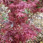 ACER PALMATUM PEVE STARFISH W2.jpg-min