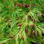 ACER PALMATUM SHINONOME W-min