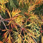 ACER PALMATUM SHINONOME W3-min
