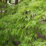 ACER PALMATUM SHINONOME W2-min