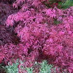 ACER PALMATUM LILEEANNES JEWEL W3-min