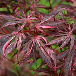 ACER PALMATUM LILEEANNE'S JEWEL W2.jpg-min