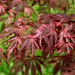 ACER PALMATUM LILEEANNES JEWEL W.jpg-min