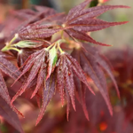 ACER PALMATUM YUBAE W.jpg-min