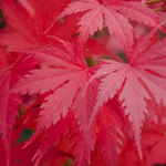 ACER PALMATUM ARIADNE W.jpg-min