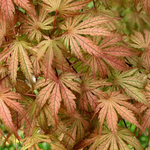 ACER PALMATUM ARIADNE W2.jpg-min