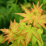 ACER PALMATUM BI HO W.jpg-min