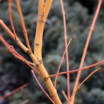 ACER PALMATUM BI HO W2.jpg-min