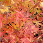 ACER PALMATUM BI HO W3.jpg-min