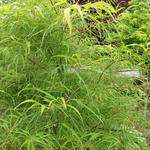 ACER PALMATUM KOTO NO ITO W2.jpg-min
