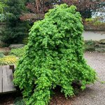 ACER PALMATUM RYUSEN W3-min