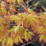 ACER PALMATUM UENO YAMA W5-min