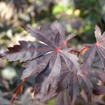 ACER SHIRASAWANUM YASEMIN W3-min