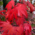 ACER SHIRASAWANUM YASEMIN W.jpg-min