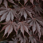 ACER SHIRASAWANUM YASEMIN W2.jpg-min