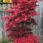 ACER PALMATUM PIXIE W3-min