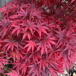 ACER PALMATUM PIXIE W.jpg-min
