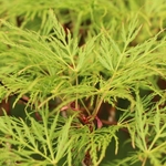 ACER PALMATUM EMERALD LACE W2-min