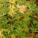 ACER PALMATUM EMERALD LACE W.jpg-min