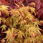 ACER PALMATUM KATSURA W3-min