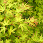 ACER PALMATUM KATSURA W.jpg-min
