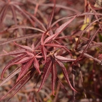 ACER PALMATUM RED PYGMY W4-min