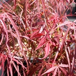 ACER PALMATUM RED PYGMY W3-min