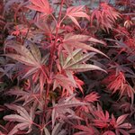 ACER PALMATUM SHAINA W-min