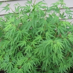 ACER PALMATUM RYOKU RYU W2-min