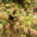ACER PALMATUM RYOKU RYU W4-min