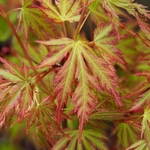 ACER PALMATUM ORANGE LACE W3-min