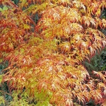 ACER PALMATUM ORANGE LACE W2-min