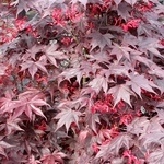 ACER PALMATUM FIRE GLOW W3-min