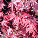 ACER PALMATUM FIRE GLOW W2-min