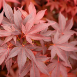 ACER PALMATUM FIRE GLOW W.jpeg-min