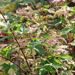 ACER PALMATUM ORIDONO NISHIKI W4-min
