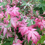ACER PALMATUM ORIDONO NISHIKI W3.jpg-min