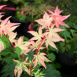 ACER PALMATUM ORIDONO NISHIKI W.jpg-min