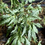 ACER PALMATUM KOSHI MINO W-min