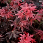 ACER PALMATUM BRANDT'S DWARF W-min