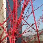 ACER PALMATUM SANGOKAKU W5-min