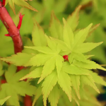 ACER PALMATUM SANGOKAKU W2.jpg-min
