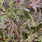 ACER PALMATUM MANYO NO SATO W-min