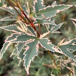 ACER PALMATUM KAGIRI NISHIKI W-min