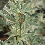 ACER PALMATUM KAGIRI NISHIKI W3.jpg-min