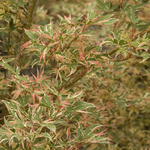 ACER PALMATUM KAGIRI NISHIKI W2-min